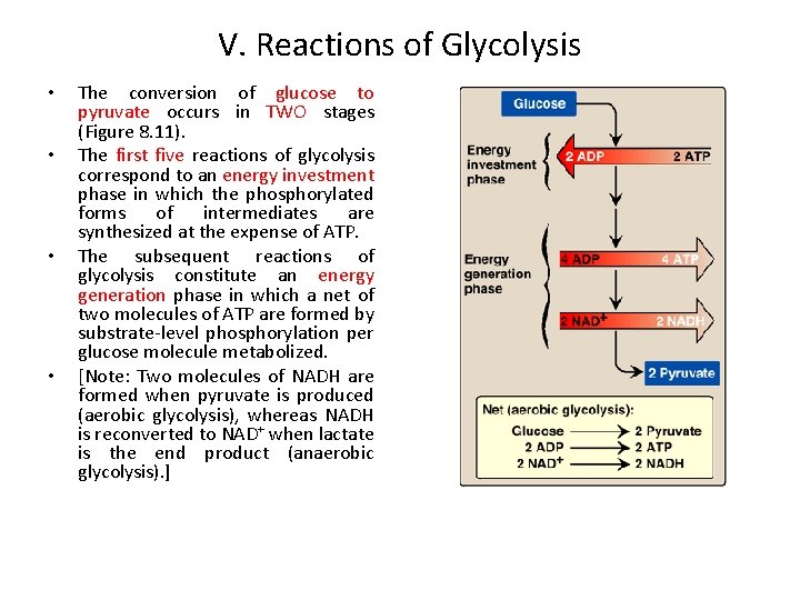 V. Reactions of Glycolysis • • The conversion of glucose to pyruvate occurs in