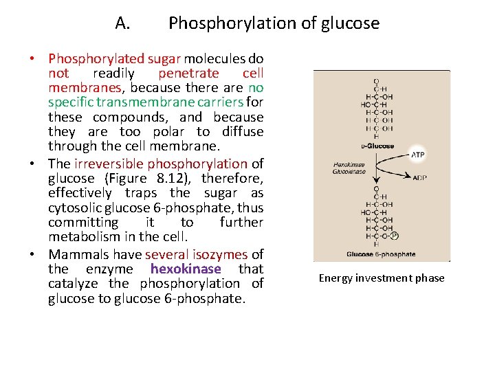 A. Phosphorylation of glucose • Phosphorylated sugar molecules do not readily penetrate cell membranes,