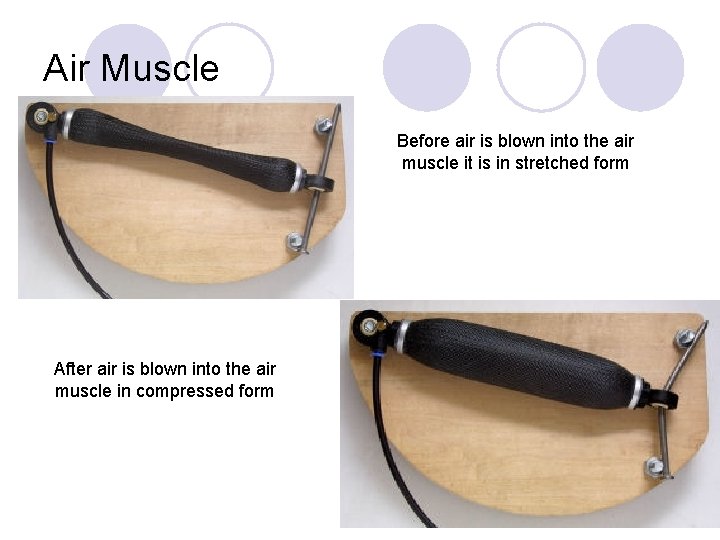 Air Muscle Before air is blown into the air muscle it is in stretched