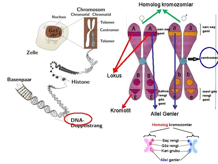 Homolog kromozomlar Lokus Kromotit Allel Genler 