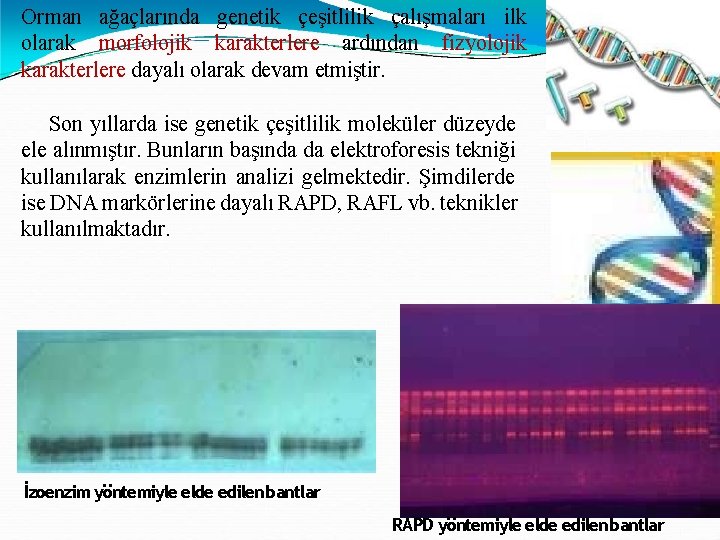 Orman ağaçlarında genetik çeşitlilik çalışmaları ilk olarak morfolojik karakterlere ardından fizyolojik karakterlere dayalı olarak