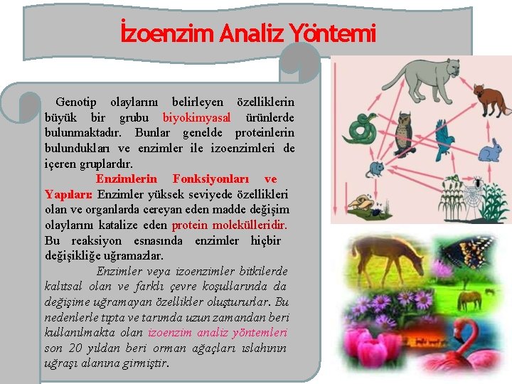 İzoenzim Analiz Yöntemi Genotip olaylarını belirleyen özelliklerin büyük bir grubu biyokimyasal ürünlerde bulunmaktadır. Bunlar