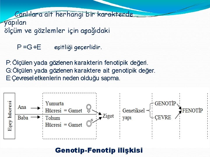 Canlılara ait herhangi bir karakterde yapılan ölçüm ve gözlemler için aşağıdaki P =G +E