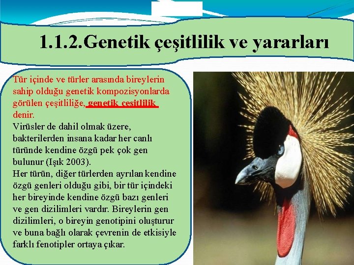 1. 1. 2. Genetik çeşitlilik ve yararları Tür içinde ve türler arasında bireylerin sahip