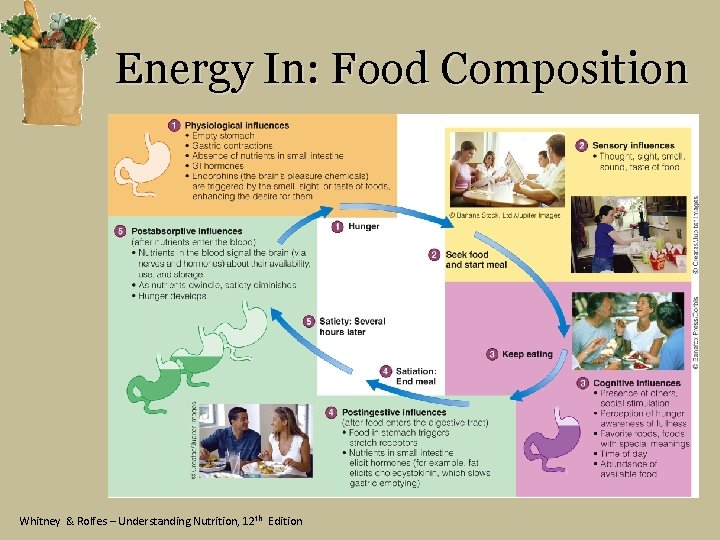 Energy In: Food Composition Whitney & Rolfes – Understanding Nutrition, 12 th Edition 