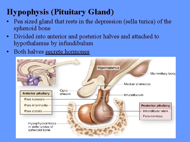 Hypophysis (Pituitary Gland) • Pea sized gland that rests in the depression (sella turica)