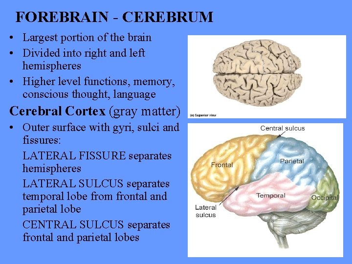 FOREBRAIN - CEREBRUM • Largest portion of the brain • Divided into right and