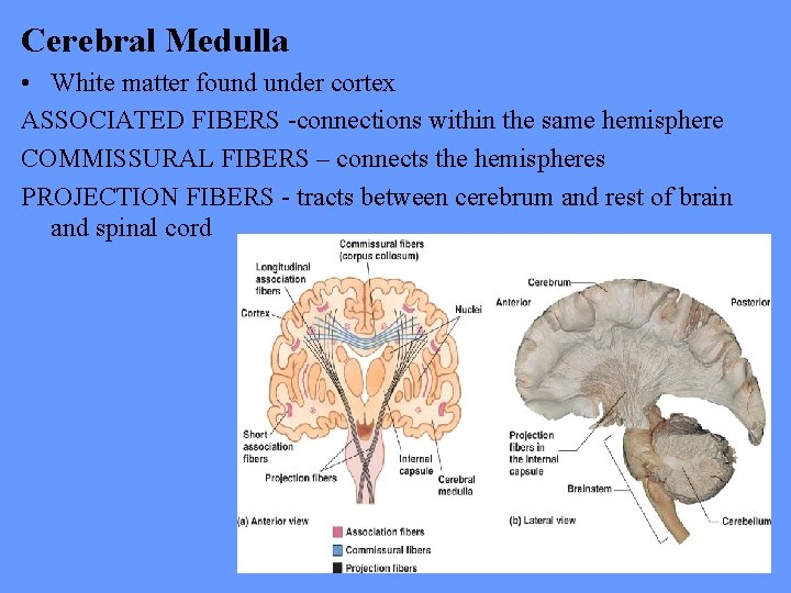 Cerebral Medulla • White matter found under cortex ASSOCIATED FIBERS -connections within the same