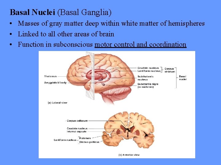 Basal Nuclei (Basal Ganglia) • Masses of gray matter deep within white matter of