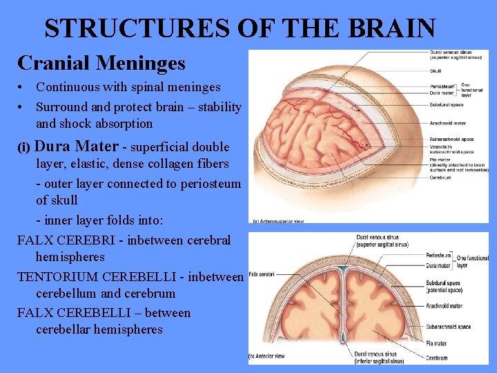 STRUCTURES OF THE BRAIN Cranial Meninges • Continuous with spinal meninges • Surround and