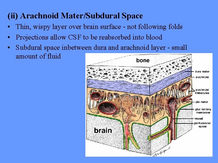 (ii) Arachnoid Mater/Subdural Space • Thin, wispy layer over brain surface - not following