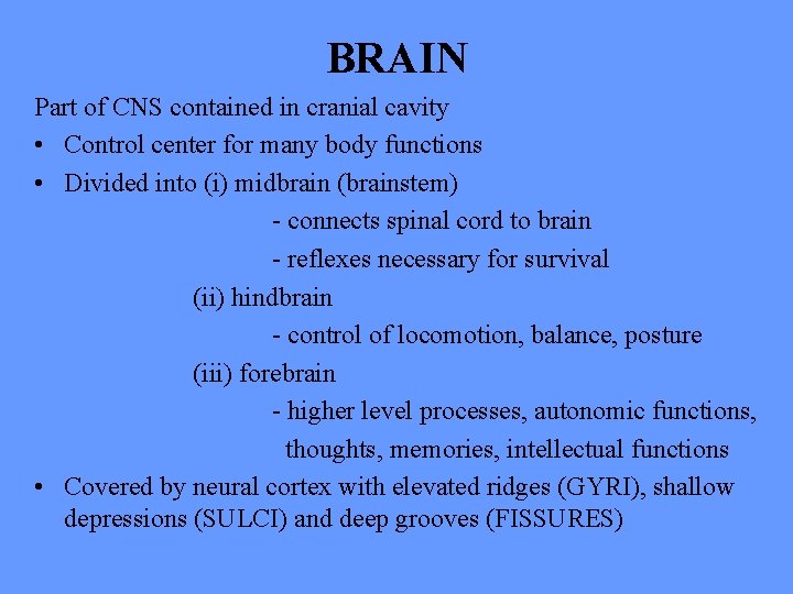BRAIN Part of CNS contained in cranial cavity • Control center for many body