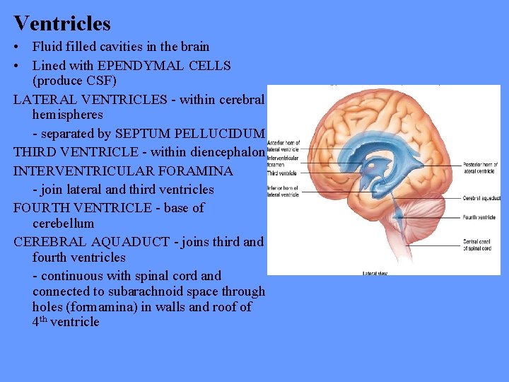 Ventricles • Fluid filled cavities in the brain • Lined with EPENDYMAL CELLS (produce