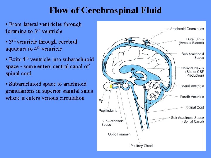 Flow of Cerebrospinal Fluid • From lateral ventricles through foramina to 3 rd ventricle