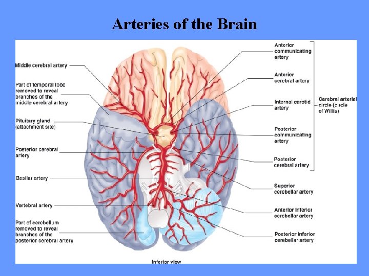 Arteries of the Brain 