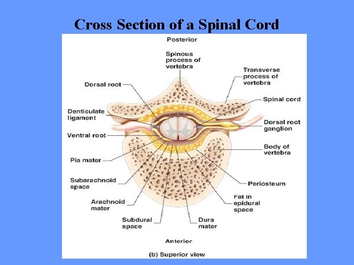 Cross Section of a Spinal Cord 