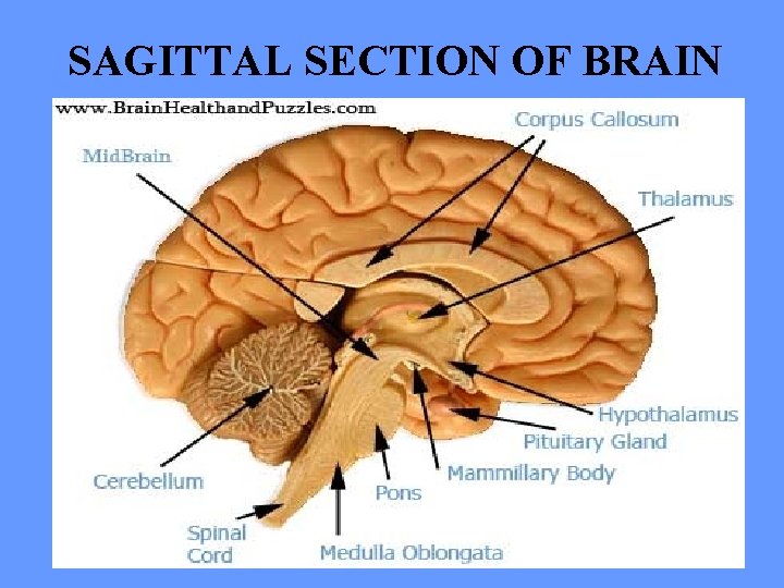 SAGITTAL SECTION OF BRAIN 