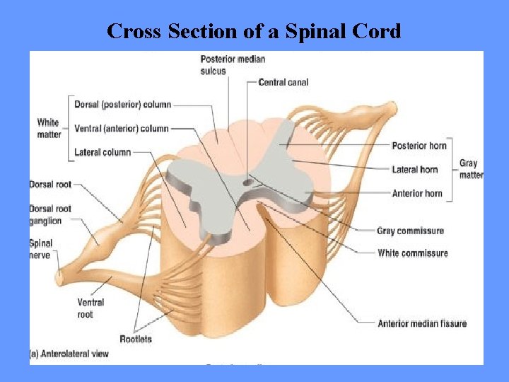 Cross Section of a Spinal Cord 