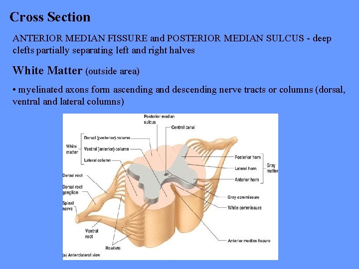 Cross Section ANTERIOR MEDIAN FISSURE and POSTERIOR MEDIAN SULCUS - deep clefts partially separating
