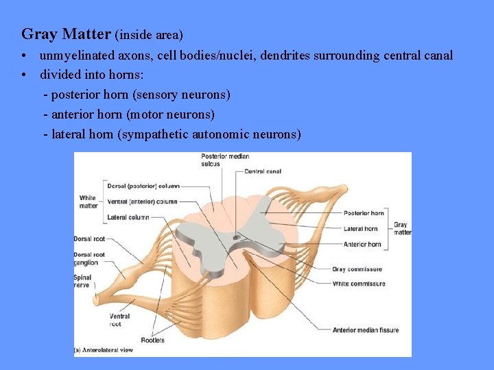 Gray Matter (inside area) • unmyelinated axons, cell bodies/nuclei, dendrites surrounding central canal •