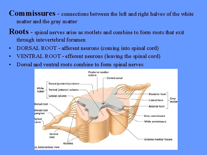 Commissures - connections between the left and right halves of the white matter and