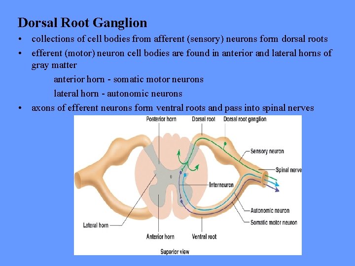 Dorsal Root Ganglion • collections of cell bodies from afferent (sensory) neurons form dorsal