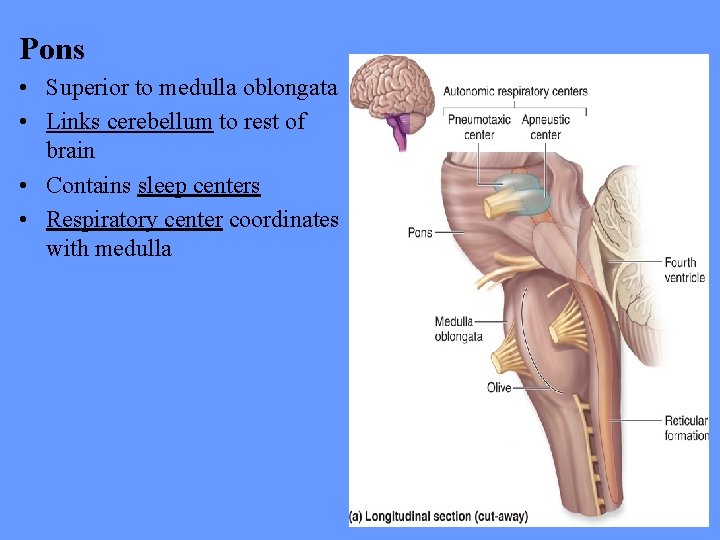 Pons • Superior to medulla oblongata • Links cerebellum to rest of brain •