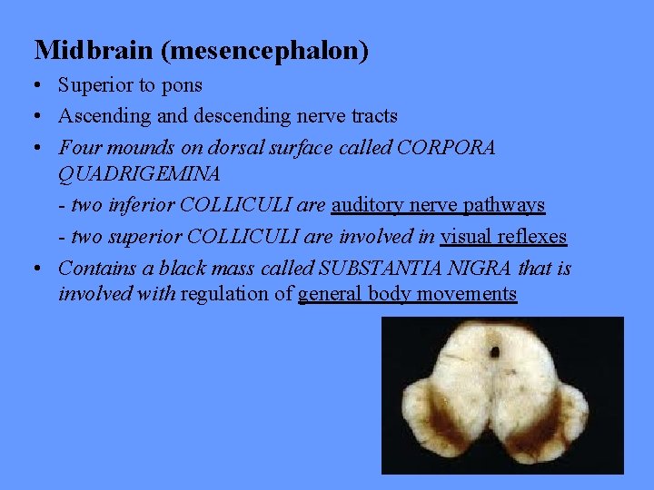 Midbrain (mesencephalon) • Superior to pons • Ascending and descending nerve tracts • Four