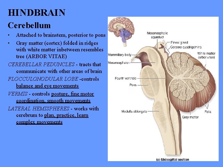 HINDBRAIN Cerebellum • • Attached to brainstem, posterior to pons Gray matter (cortex) folded