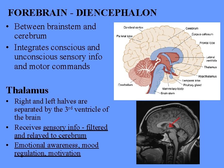 FOREBRAIN - DIENCEPHALON • Between brainstem and cerebrum • Integrates conscious and unconscious sensory