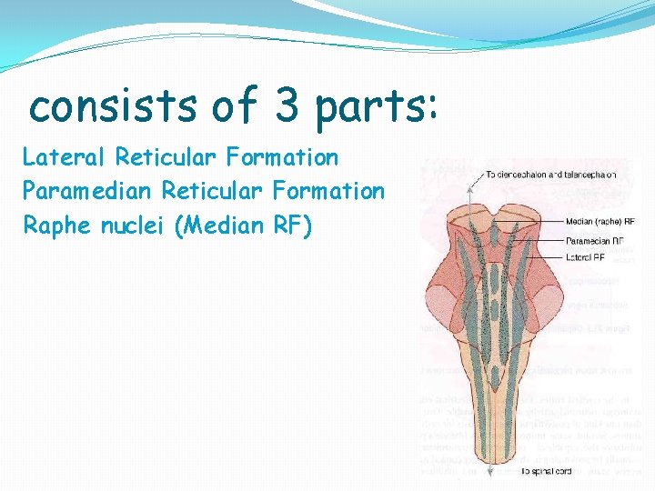 consists of 3 parts: Lateral Reticular Formation Paramedian Reticular Formation Raphe nuclei (Median RF)