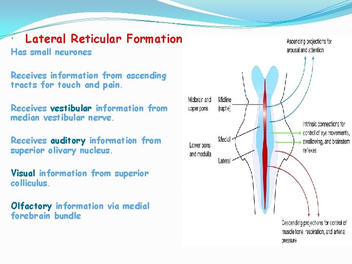  Lateral Reticular Formation Has small neurones Receives information from ascending tracts for touch