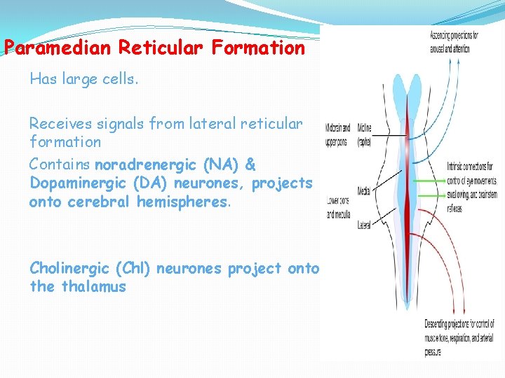 Paramedian Reticular Formation Has large cells. Receives signals from lateral reticular formation Contains noradrenergic