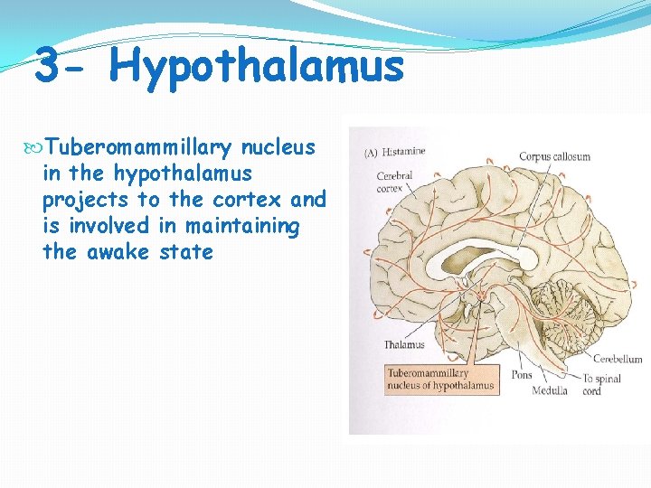 3 - Hypothalamus Tuberomammillary nucleus in the hypothalamus projects to the cortex and is