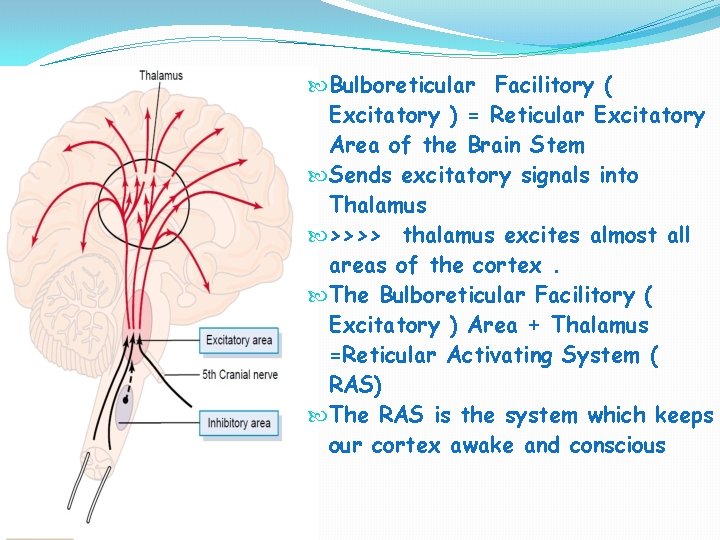  Bulboreticular Facilitory ( Excitatory ) = Reticular Excitatory Area of the Brain Stem