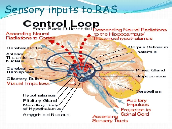 Sensory inputs to RAS 