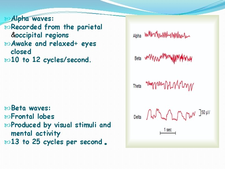  Alpha waves: Recorded from the parietal &occipital regions Awake and relaxed+ eyes closed