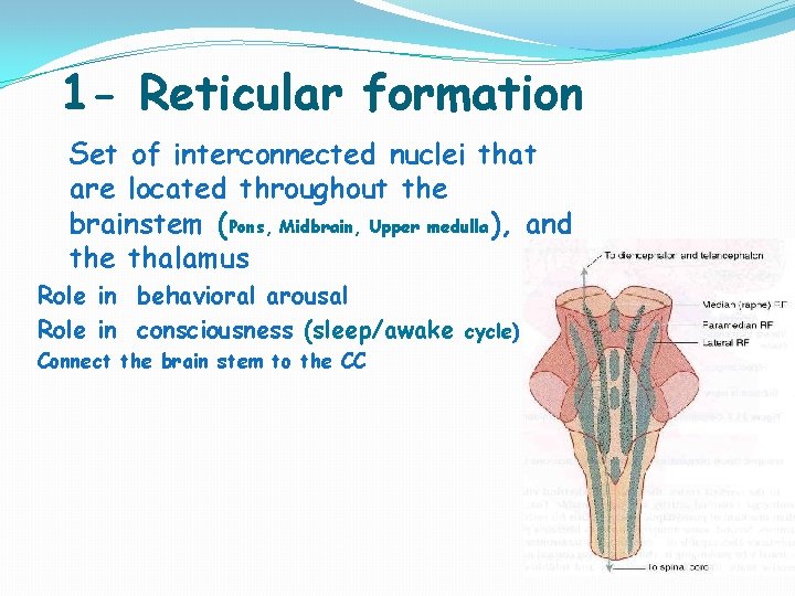 1 - Reticular formation Set of interconnected nuclei that are located throughout the brainstem