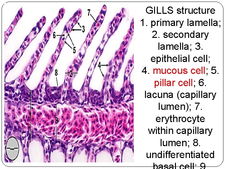 GILLS structure 1. primary lamella; 2. secondary lamella; 3. epithelial cell; 4. mucous cell;