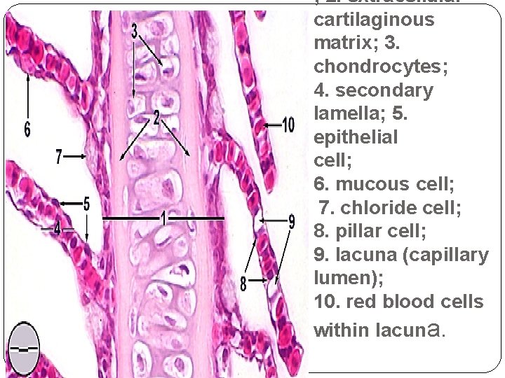 ; 2. extracellular cartilaginous matrix; 3. chondrocytes; 4. secondary lamella; 5. epithelial cell; 6.