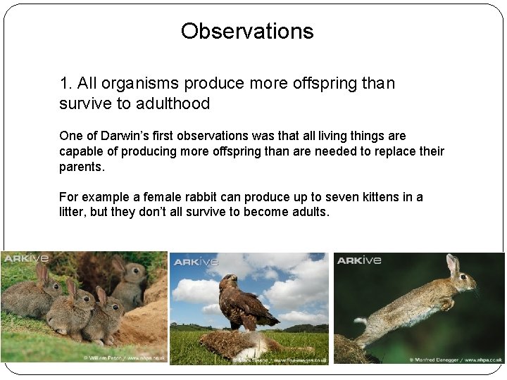 Observations 1. All organisms produce more offspring than survive to adulthood One of Darwin’s