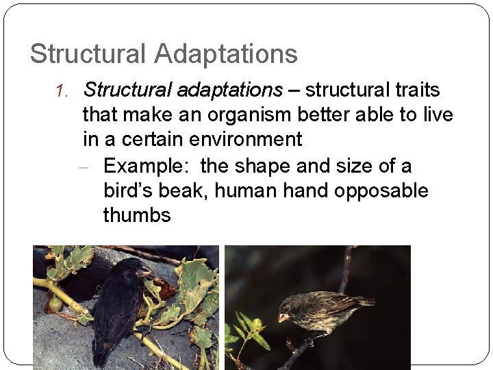 Structural Adaptations 1. Structural adaptations – structural traits that make an organism better able