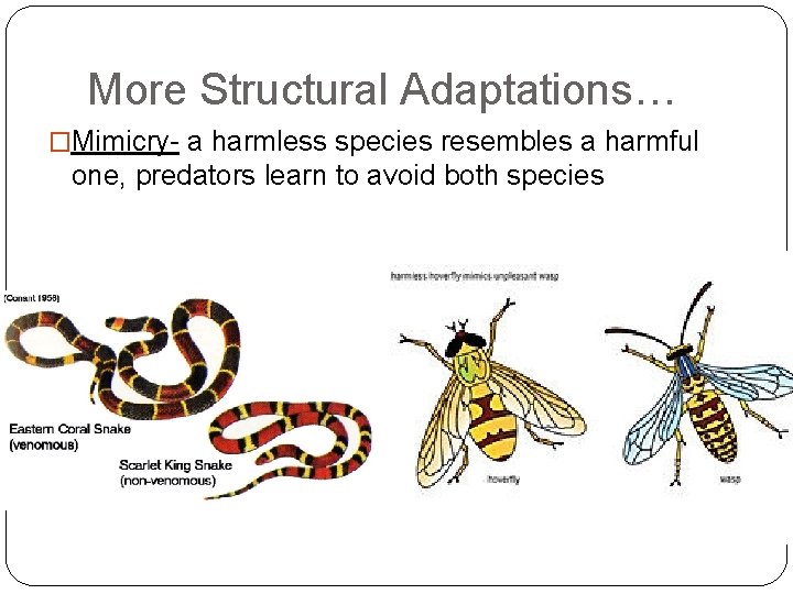 More Structural Adaptations… �Mimicry- a harmless species resembles a harmful one, predators learn to