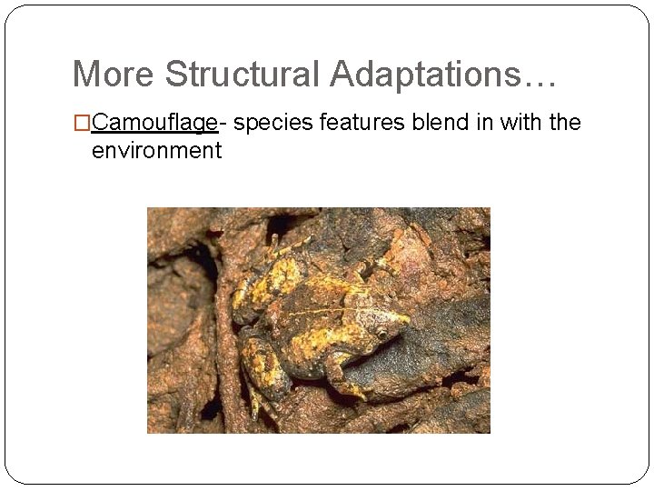 More Structural Adaptations… �Camouflage- species features blend in with the environment 