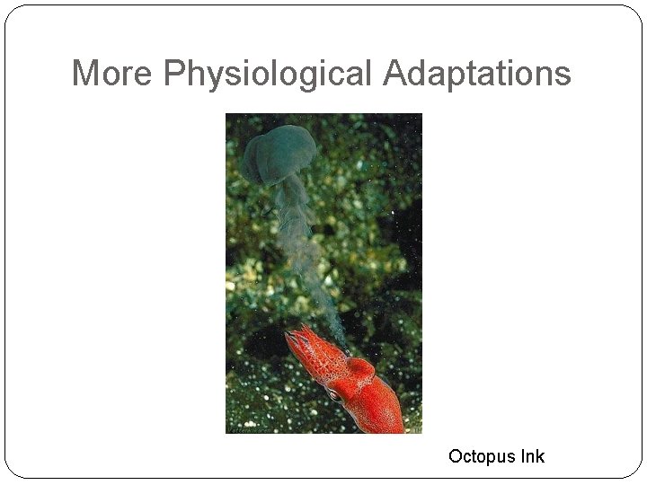 More Physiological Adaptations Octopus Ink 