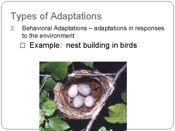 Types of Adaptations 3. Behavioral Adaptations – adaptations in responses to the environment �