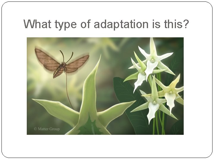 What type of adaptation is this? 