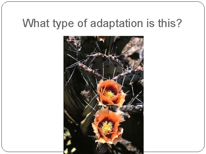 What type of adaptation is this? 