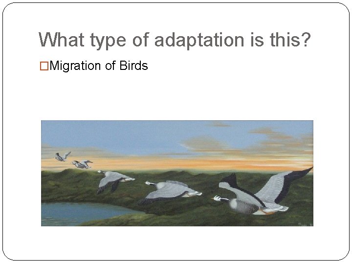 What type of adaptation is this? �Migration of Birds 