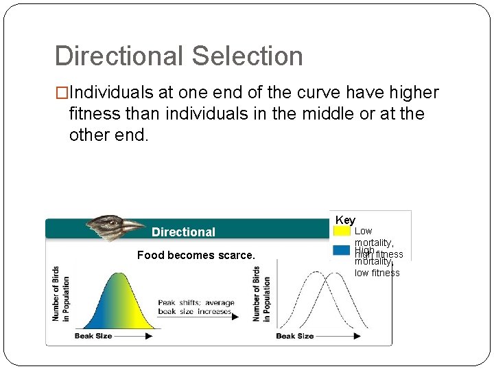 Directional Selection �Individuals at one end of the curve have higher fitness than individuals